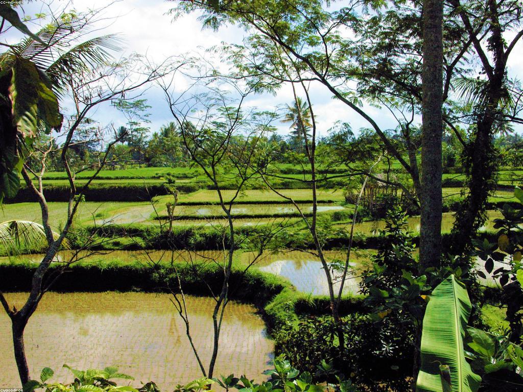 ប្រវត្តិកាស៊ីណូ និងការប្រែប្រួលរបស់វា